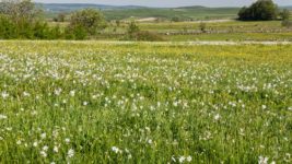 Champ de narcisses (Cantal)