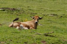 La célèbre Aubrac